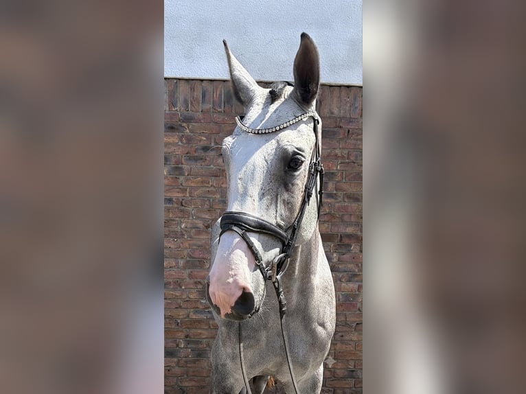 Zangersheide Castrone 4 Anni 169 cm Grigio pezzato in Niederkassel