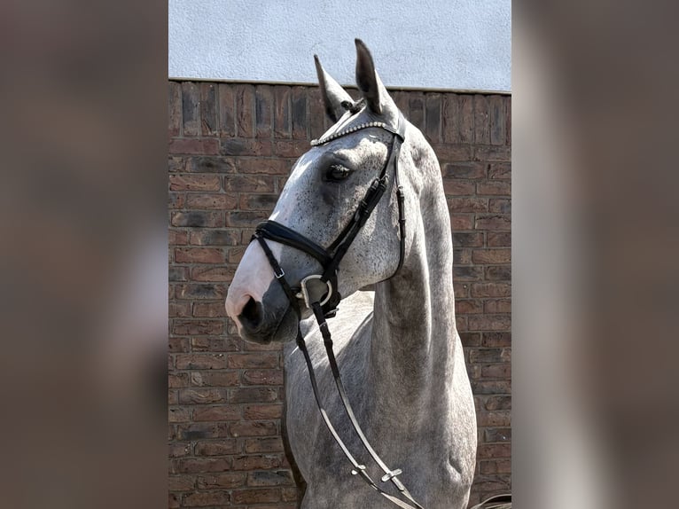 Zangersheide Castrone 4 Anni 169 cm Grigio pezzato in Niederkassel