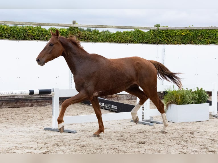 Zangersheide Castrone 4 Anni 169 cm Sauro scuro in Waddinxveen