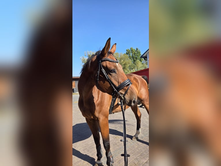 Zangersheide Castrone 4 Anni 170 cm Baio in Kaleń-Towarzystwo