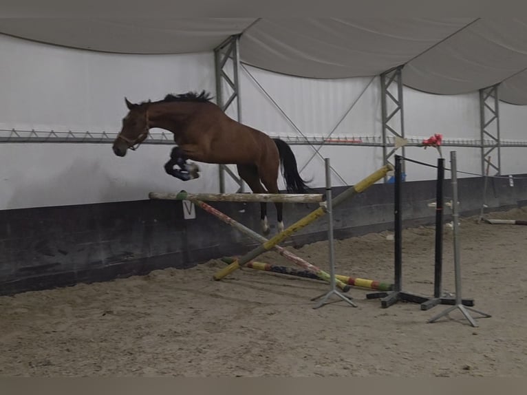 Zangersheide Castrone 4 Anni 170 cm Baio in Kaleń-Towarzystwo