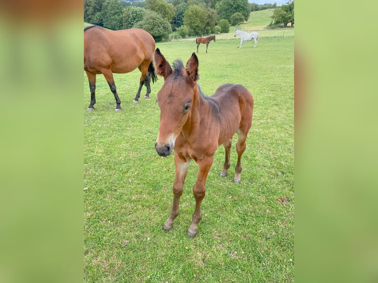 Zangersheide Castrone 4 Anni 170 cm Baio in Hückeswagen