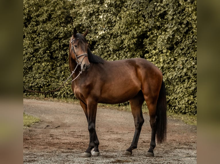 Zangersheide Castrone 4 Anni 170 cm Baio in Hückeswagen