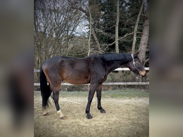 Zangersheide Castrone 4 Anni 170 cm Baio scuro in Limburg an der Lahn