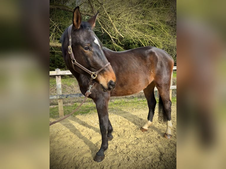 Zangersheide Castrone 4 Anni 170 cm Baio scuro in Limburg an der Lahn