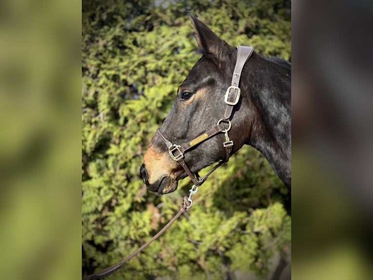 Zangersheide Castrone 4 Anni 170 cm Baio scuro in Limburg an der Lahn