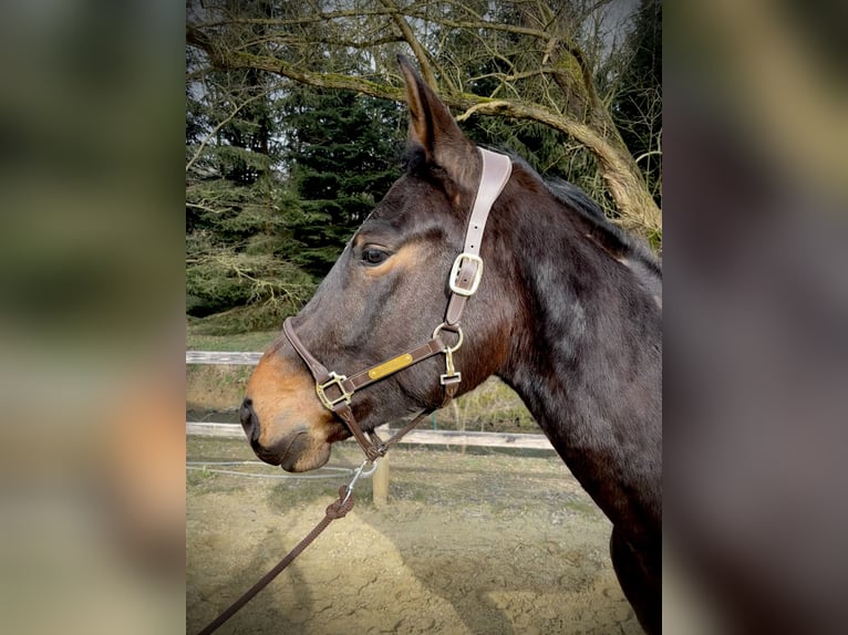 Zangersheide Castrone 4 Anni 170 cm Baio scuro in Limburg an der Lahn