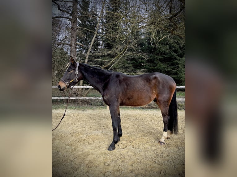 Zangersheide Castrone 4 Anni 170 cm Baio scuro in Limburg an der Lahn