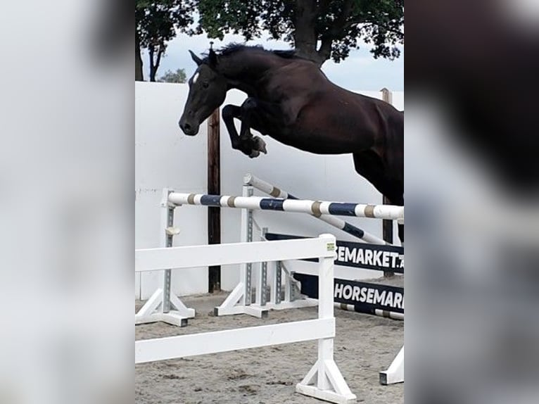 Zangersheide Castrone 4 Anni 170 cm Morello in Waddinxveen