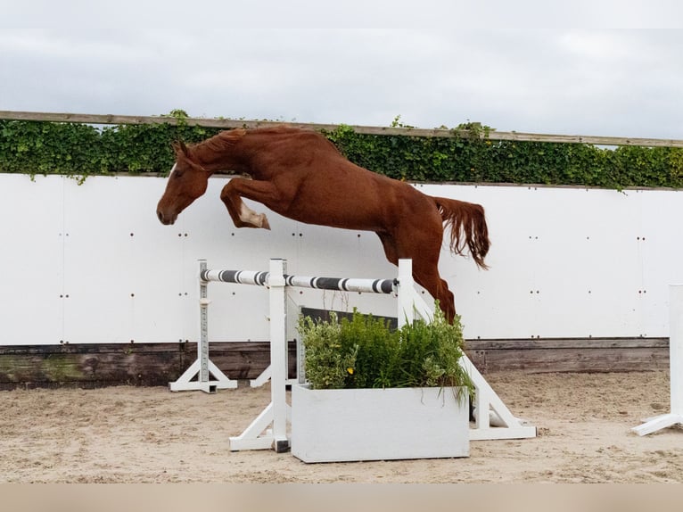 Zangersheide Castrone 4 Anni 170 cm Sauro in Waddinxveen Zangersheide Castrone 4 Anni 170 cm Sauro in Waddinxveen