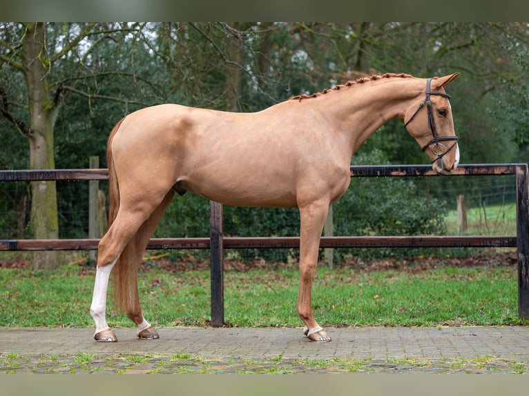 Zangersheide Castrone 4 Anni 171 cm  in GROTE-BROGEL