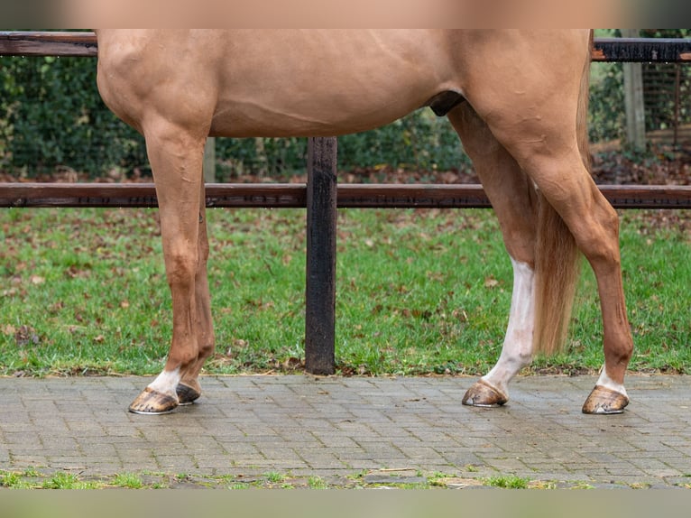 Zangersheide Castrone 4 Anni 171 cm  in GROTE-BROGEL
