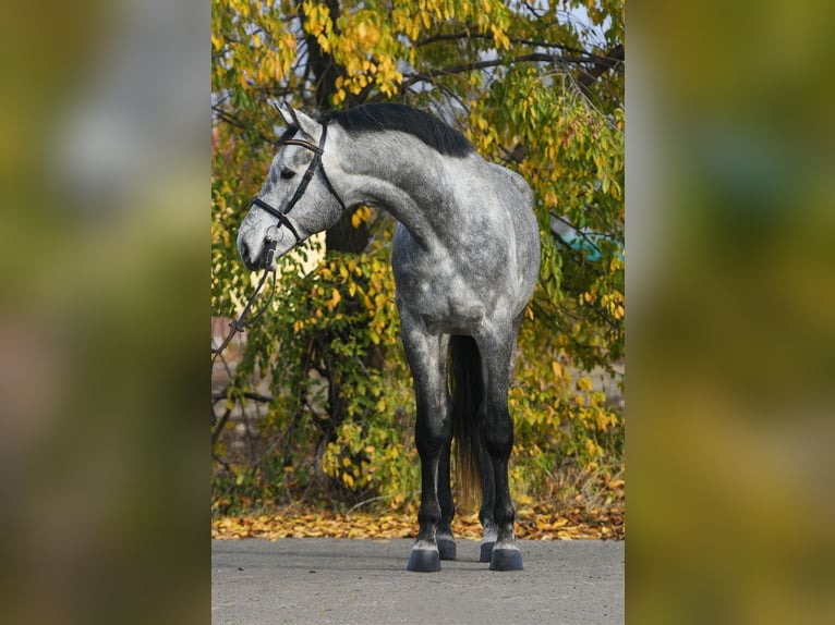 Zangersheide Castrone 4 Anni 171 cm Grigio in B&#xE9;k&#xE9;scsaba