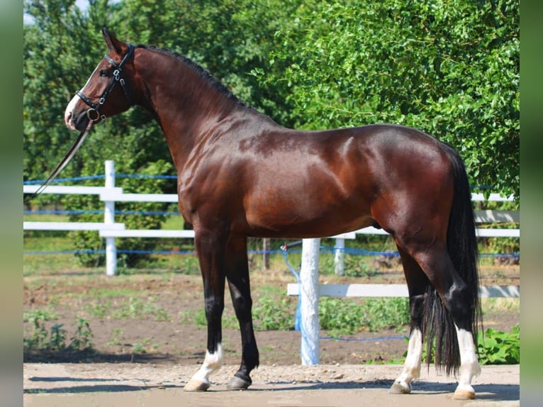 Zangersheide Castrone 4 Anni 172 cm Baio in Budapest