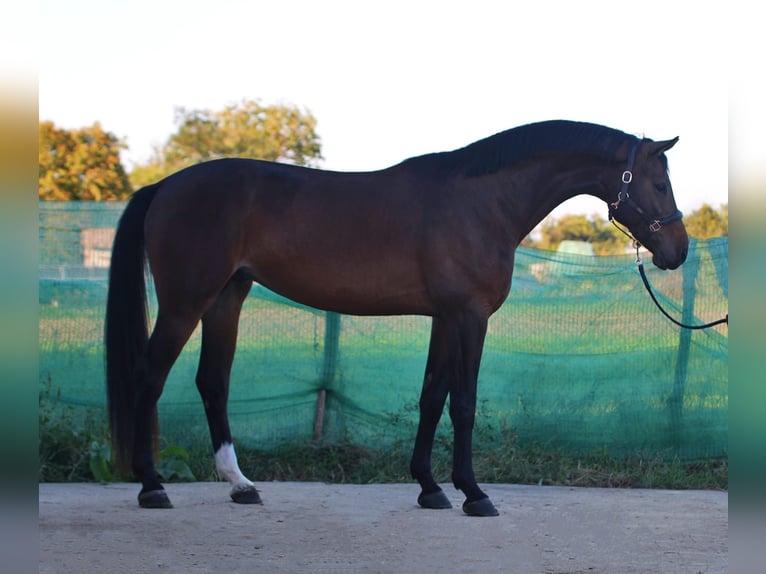 Zangersheide Castrone 4 Anni 172 cm Baio ciliegia in Snina