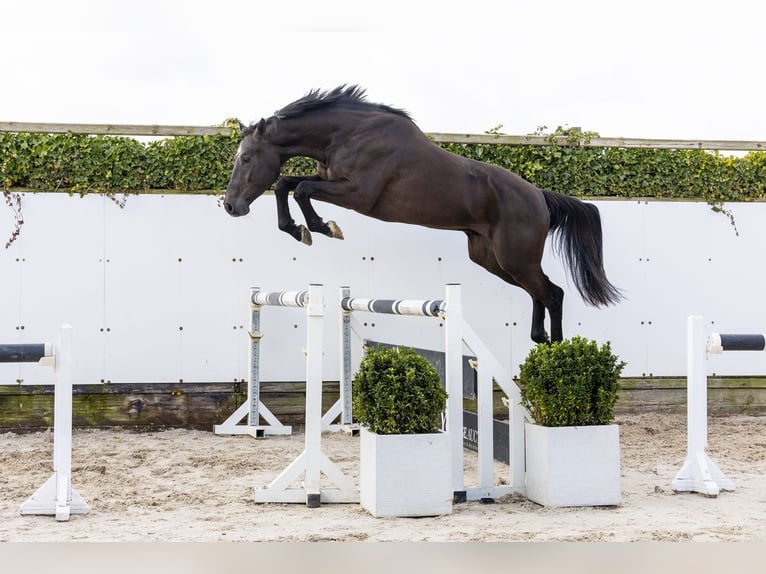 Zangersheide Castrone 4 Anni 172 cm  in Waddinxveen
