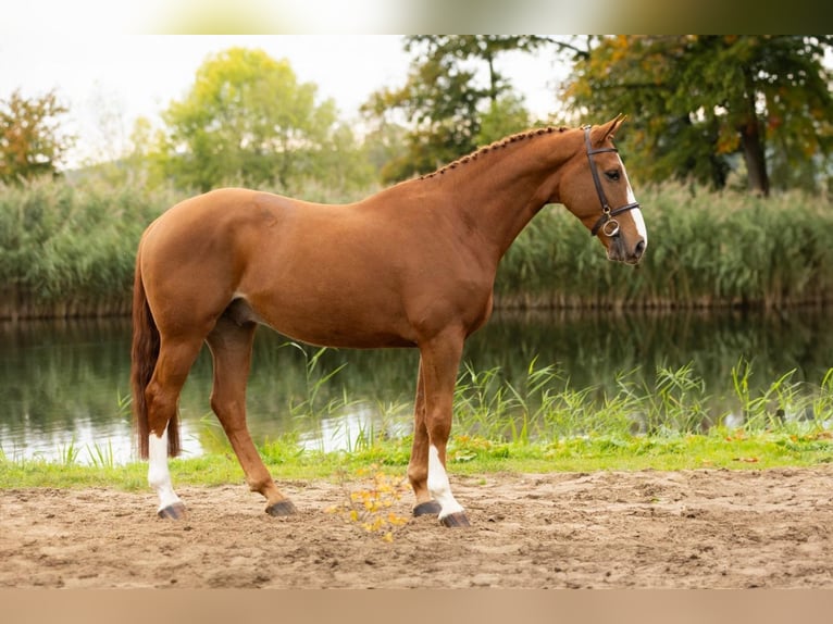 Zangersheide Castrone 4 Anni 172 cm Sauro in Bladel