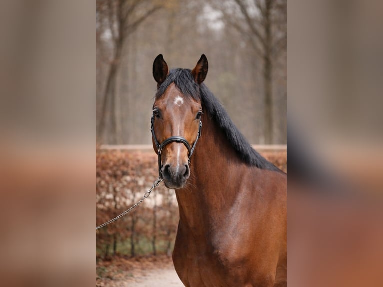 Zangersheide Castrone 4 Anni 174 cm Baio in Margarethen am Moos