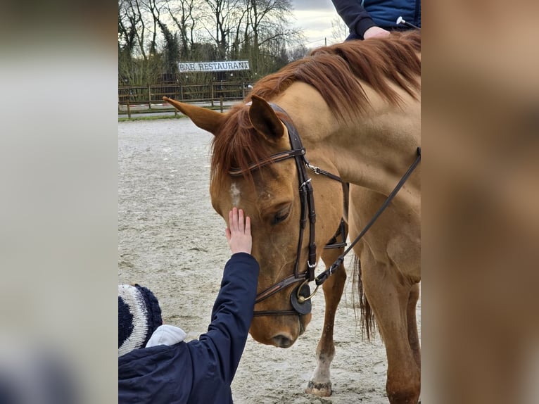 Zangersheide Castrone 4 Anni 174 cm Sauro in Leers