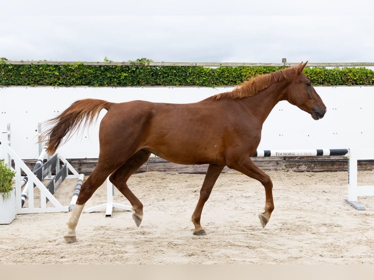 Zangersheide Castrone 4 Anni 174 cm Sauro in Lochem Zangersheide Castrone 4 Anni 174 cm Sauro in Lochem