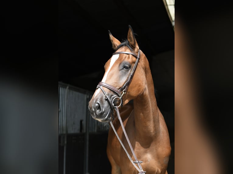 Zangersheide Castrone 4 Anni 175 cm Baio in Geilenkirchen