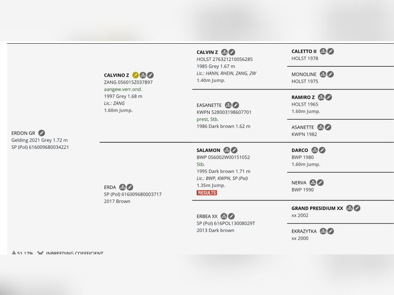 Zangersheide Castrone 4 Anni 175 cm Grigio in Santok Zangersheide Castrone 4 Anni 175 cm Grigio in Santok
