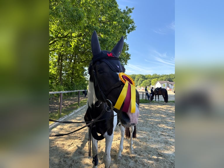 Zangersheide Castrone 4 Anni 175 cm Pezzato in Bocholt