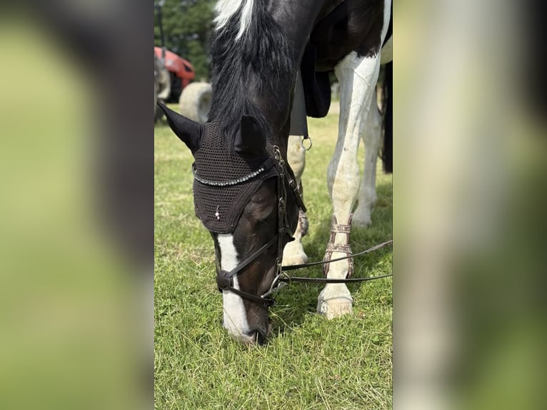 Zangersheide Castrone 4 Anni 175 cm Pezzato in Bocholt