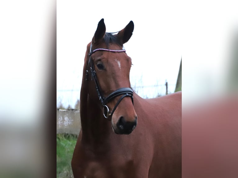 Zangersheide Castrone 4 Anni 176 cm Baio in uelsen