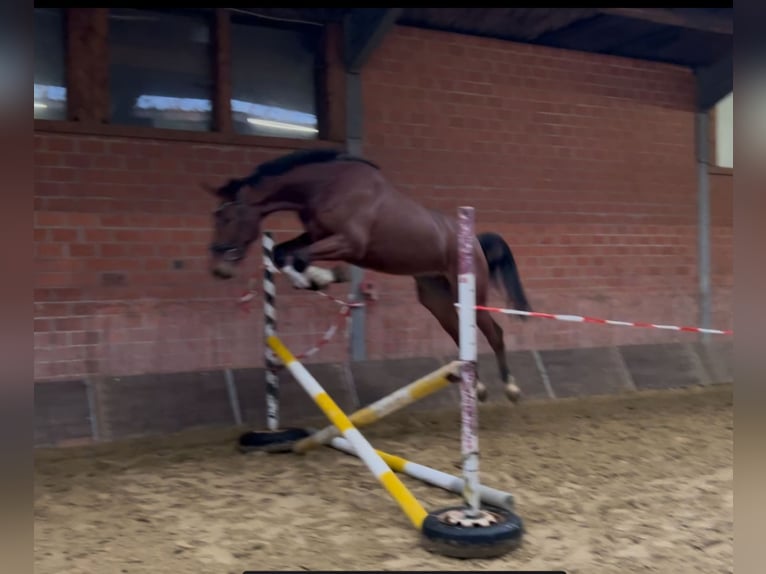 Zangersheide Castrone 4 Anni 176 cm Baio in Wachtendonk