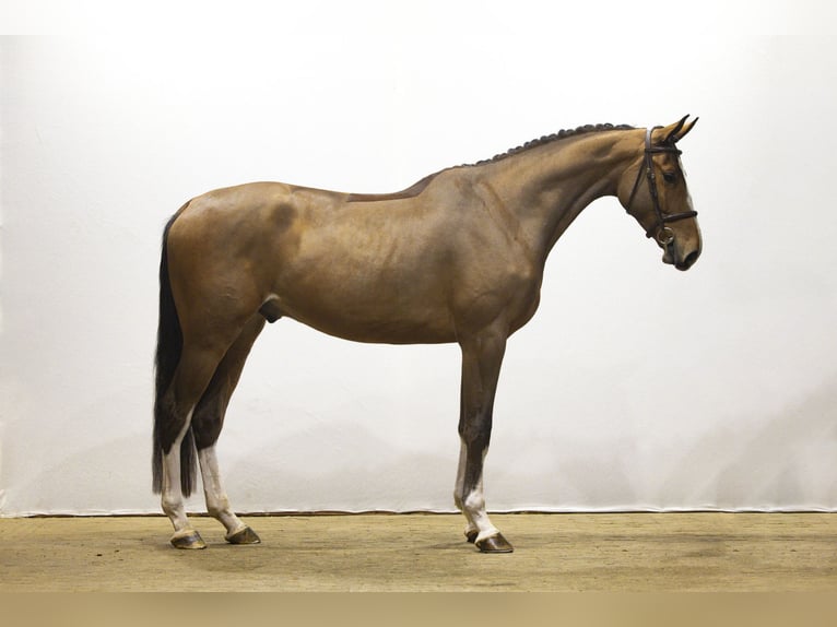Zangersheide Castrone 4 Anni 177 cm Baio in Waddinxveen