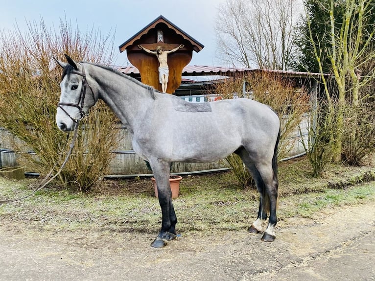 Zangersheide Castrone 4 Anni 178 cm Grigio pezzato in Schwäbisch Gmünd