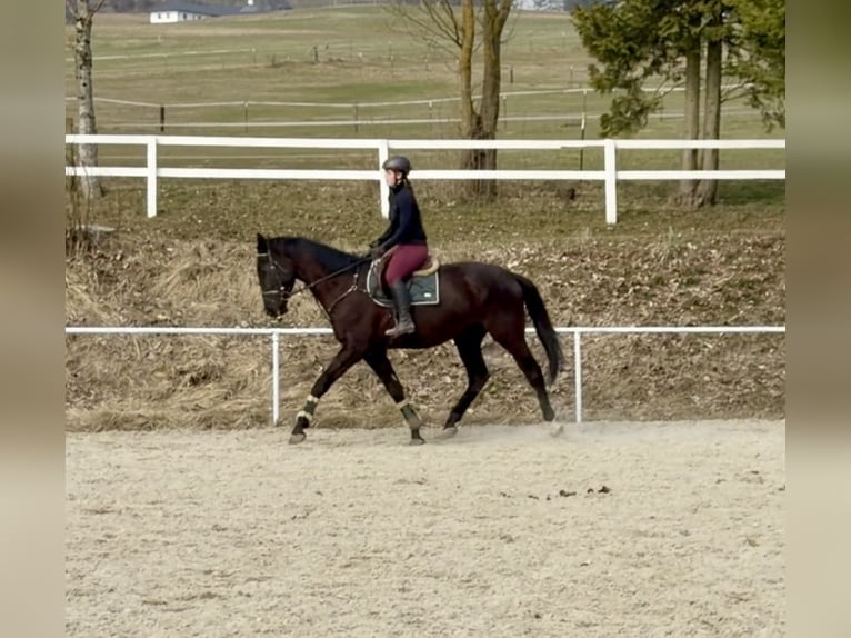 Zangersheide Castrone 4 Anni 178 cm Morello in Pelmberg