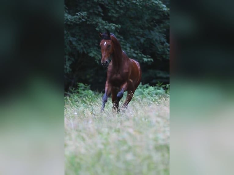 Zangersheide Castrone 4 Anni 179 cm Baio in Alberschwende
