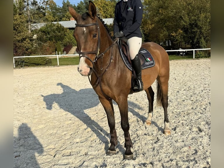 Zangersheide Castrone 5 Anni 157 cm Baio ciliegia in Wisznia Mała