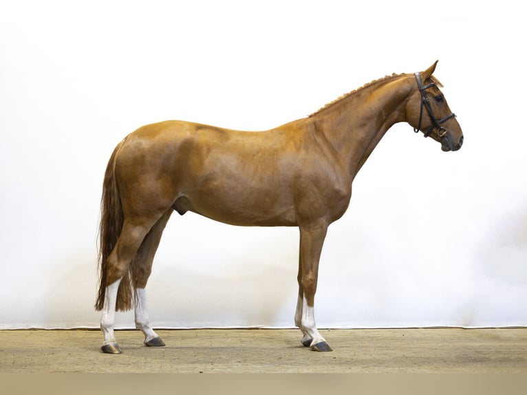 Zangersheide Castrone 5 Anni 158 cm Sauro in Waddinxveen Zangersheide Castrone 5 Anni 158 cm Sauro in Waddinxveen