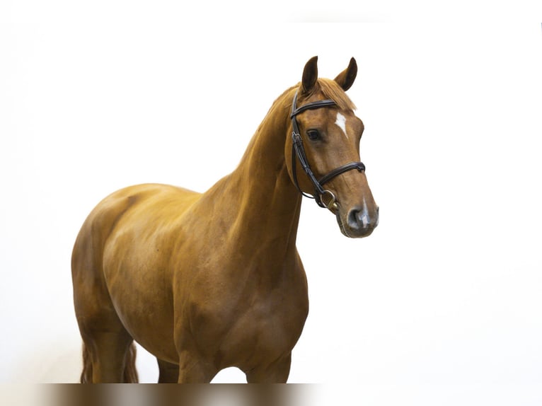 Zangersheide Castrone 5 Anni 158 cm Sauro in Waddinxveen Zangersheide Castrone 5 Anni 158 cm Sauro in Waddinxveen