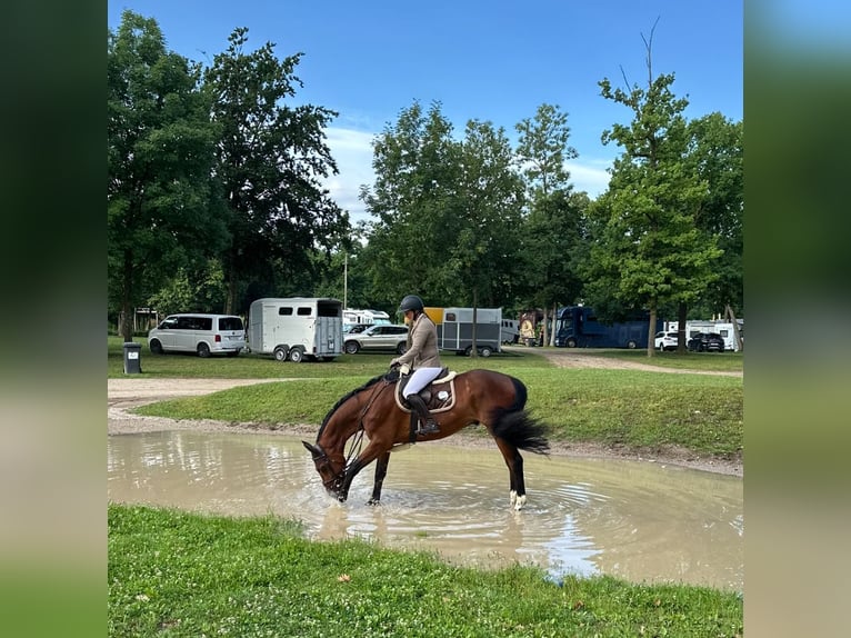 Zangersheide Castrone 5 Anni 160 cm Baio in Unterolberndorf