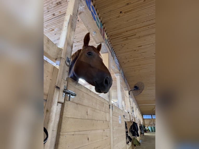 Zangersheide Castrone 5 Anni 161 cm Sauro scuro in Risch