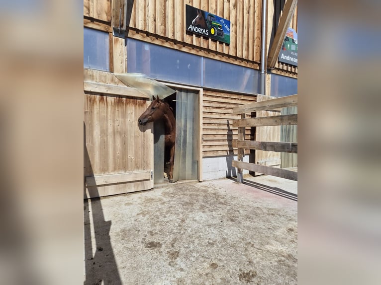 Zangersheide Castrone 5 Anni 161 cm Sauro scuro in Risch