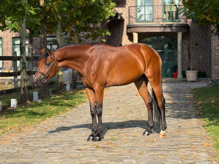 Zangersheide Castrone 5 Anni 162 cm Baio ciliegia in Schoonoord