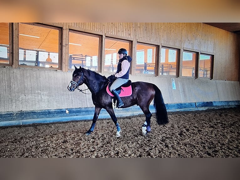 Zangersheide Castrone 5 Anni 162 cm Baio scuro in Leibelbach