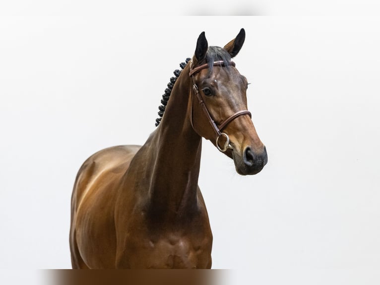 Zangersheide Castrone 5 Anni 163 cm Baio in Waddinxveen
