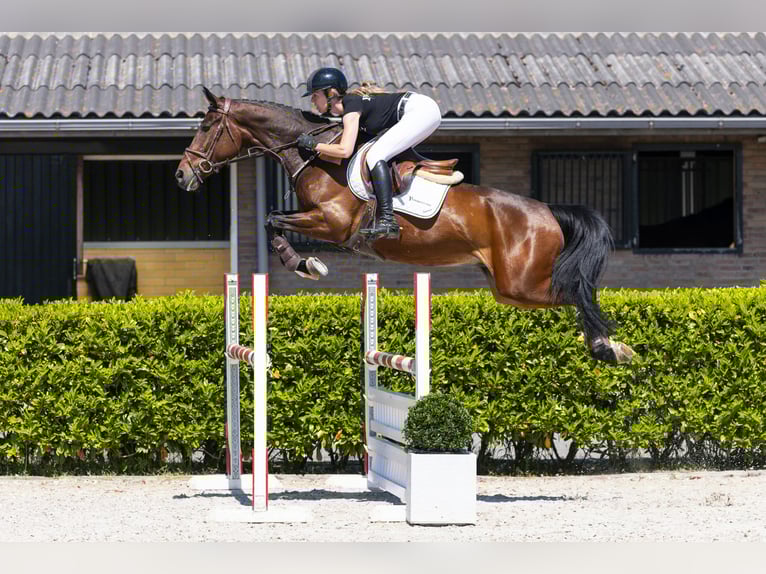 Zangersheide Castrone 5 Anni 163 cm Baio in Waddinxveen