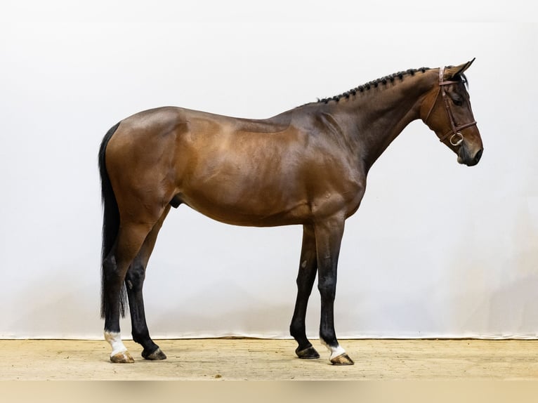 Zangersheide Castrone 5 Anni 163 cm Baio in Waddinxveen