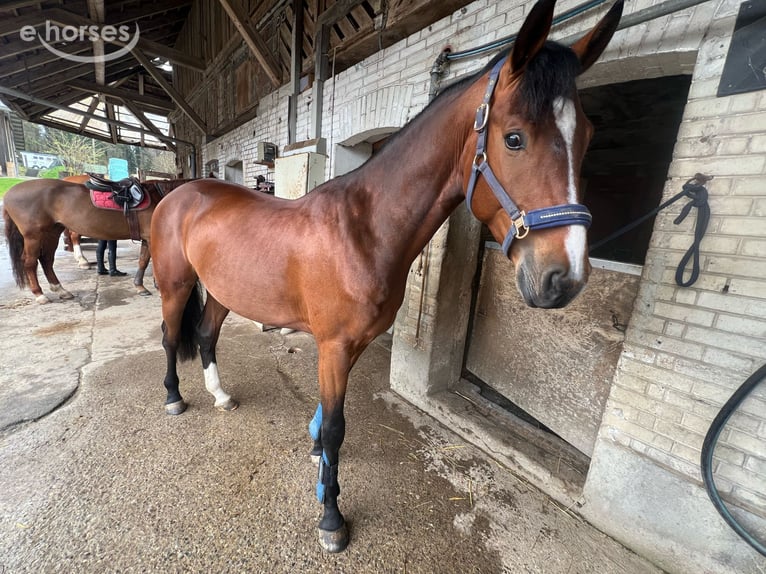 Zangersheide Castrone 5 Anni 163 cm Baio in Ballmoos