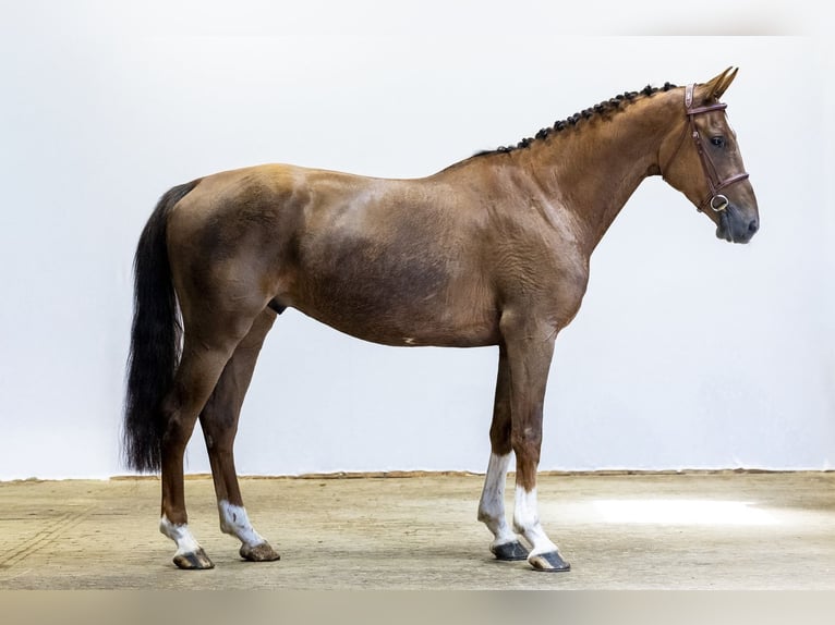 Zangersheide Castrone 5 Anni 163 cm Sauro in Waddinxveen