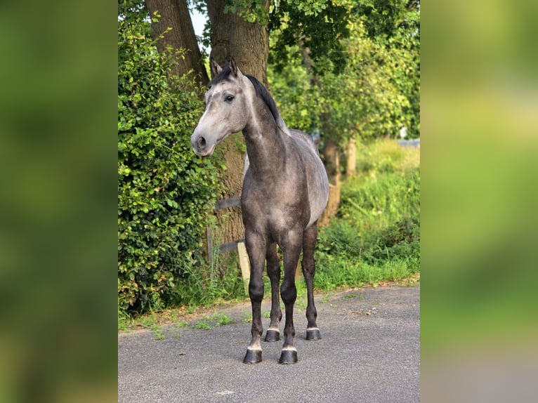 Zangersheide Castrone 5 Anni 164 cm Bianco in Weert