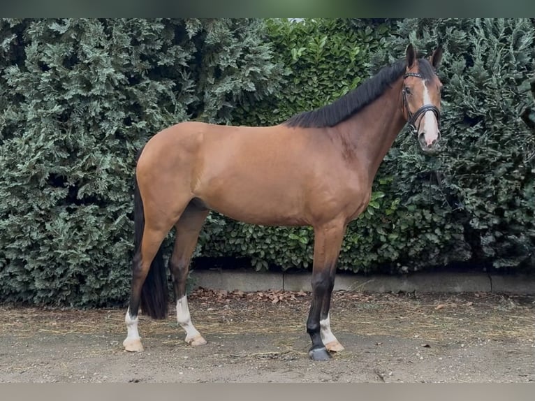 Zangersheide Castrone 5 Anni 165 cm Baio in Oud Gastel