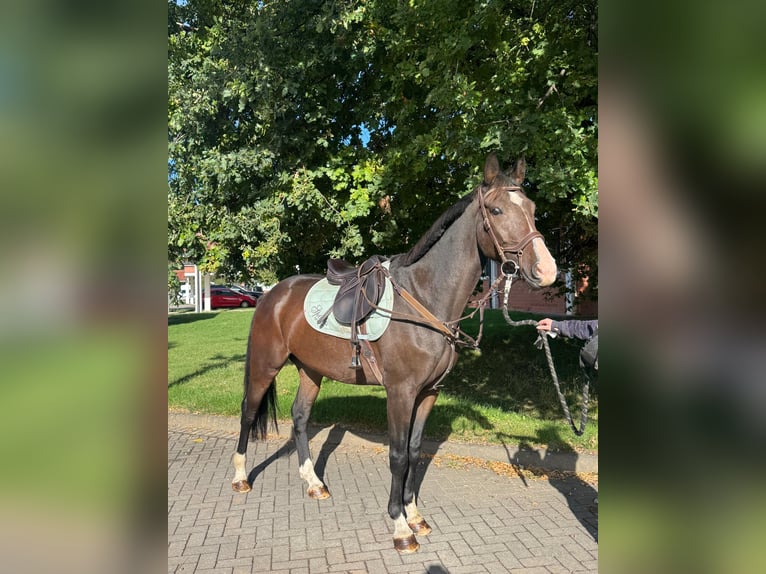 Zangersheide Castrone 5 Anni 165 cm Baio in Nettersheim